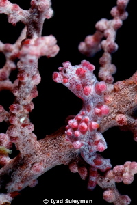 Pygmy Seahorse by Iyad Suleyman 